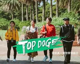 《TOP DOG》：这条狗不简单！从流浪狗到冠军犬的逆袭，看哭多少铲屎官！